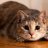 Cat_tt